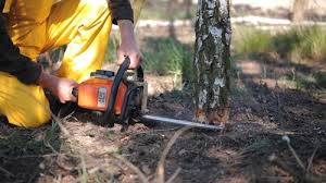 Best Pest Control for Lawns  in Edgewood, FL