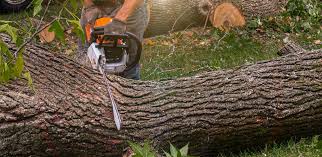 Best Lawn Grading and Leveling  in Edgewood, FL