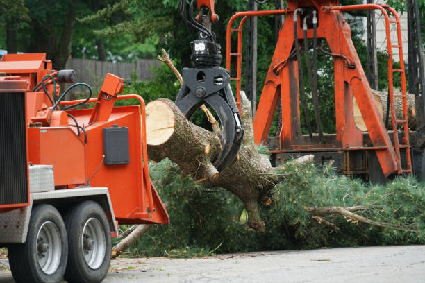 Best Root Management and Removal  in Edgewood, FL